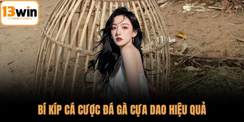 Đá gà Mỹ cựa dao