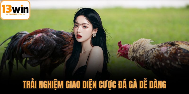 Đá gà Mỹ cựa dao
